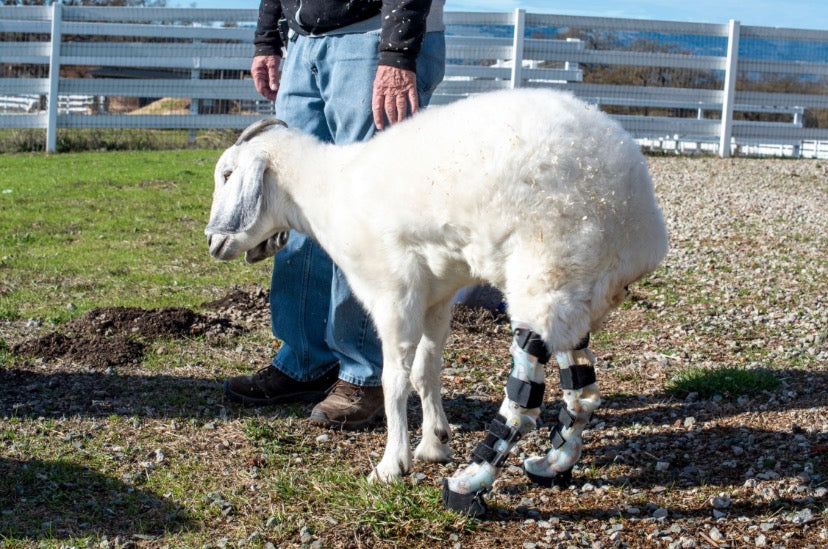 Espy - 8" White Goat Plush with Disability - Prosthetics on Back Feet Stuffed Farm Animal Toy - All Abilities Animal